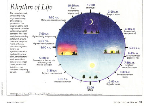 Circadian Rhythm Clock Chart